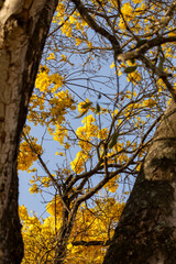 Árvore Ipê-Amarelo para alegrar a paisagem