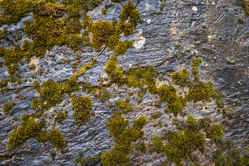 Abstract natural mountain stone and moss texture background. It is wet from rain and has a large vertical crack due to erosion. Geology and art united