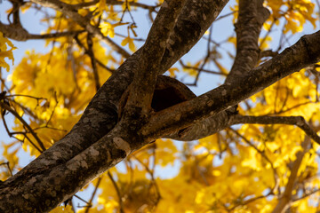 Árvore Ipê-Amarelo para alegrar a paisagem