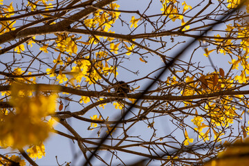 Árvore Ipê-Amarelo para alegrar a paisagem