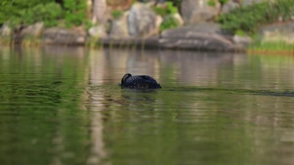 Common loon calling at sunrise