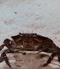 Crab