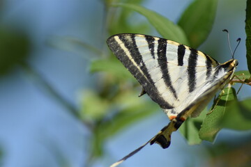 Southern scarce swallowtail butterfly (Iphiclides feisthamelii 