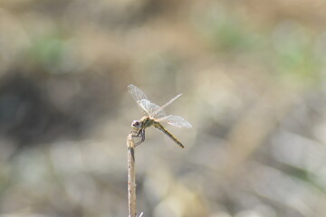 Nice dragonfly on a stick