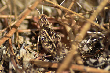Short-horned grasshopper(Calliptamus italicus 