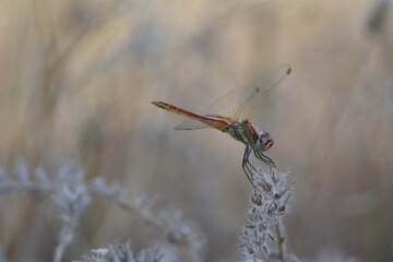 Red dragonfly on a spike