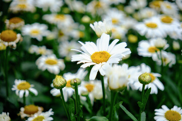 Fototapeta premium Colorado Flower