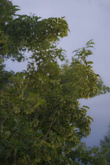 Sunset Branches