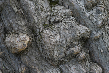 The texture of the bark of an old apple tree. Natural background