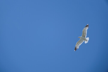 Seagull