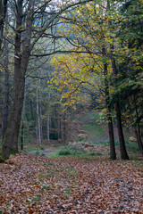 Fototapeta premium Autumn Forest Walk with Golden Brown Leaves on Path, Newbury in Berkshire