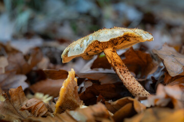 Mushroom on a Forest Floor in Autumn, Newbury in Berkshire