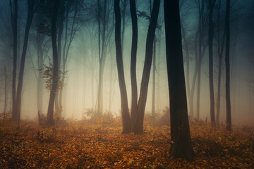 misty forest in autumn, fantasy woods landscape