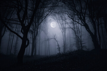 dark fantasy forest at night with full moon
