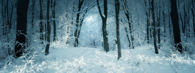 frozen forest panorama in winter