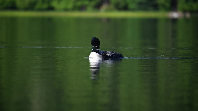 Common loon calling at sunrise