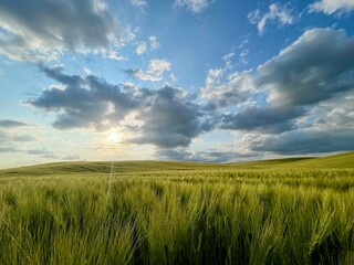 wheat field and sky