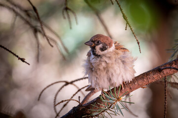 male tree sparrow hiding into the garden