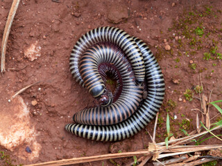 Striped Millipede in a natural environment. Ommatoiulus dipterus