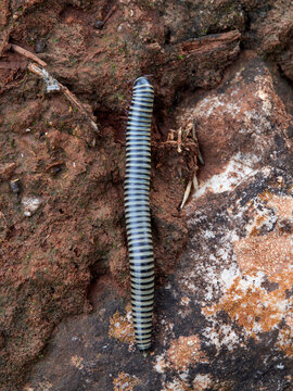 Striped Millipede in a natural environment. Ommatoiulus dipterus