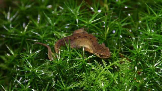 Newt on moss