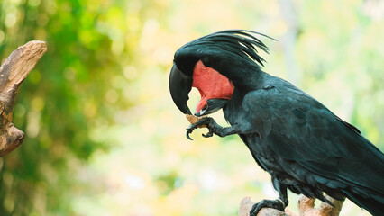Close up portrait of black palm cockatoo with red spot on cheek. He opened his mouth and eats nut holding it with his paw. Exotic bird in zoo in tropical forest.