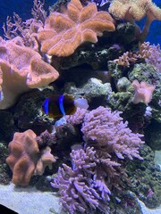 Clownfish in a coral reef 