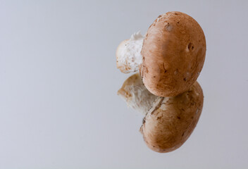 Concept photo of brown mushrooms isolated on a neutral background