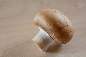 Concept photo of brown mushrooms isolated on a neutral background