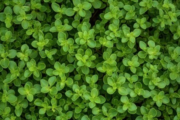 Wild thyme Thymus serpyllum Captured from above with shallow depth of field