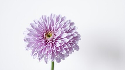 A delicate chrysanthemum flower in lilac hue is set against a soft white background, showcasing its intricate petals and subtle color tones, garden flowers, flower details