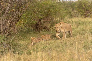 Naklejka premium Löwin und 2 Babys laufen durch die Savanne