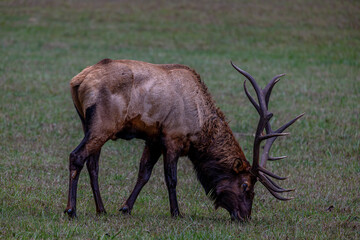 elk