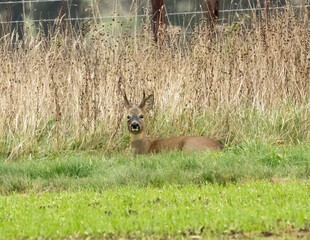 Young buck, roe deer resting in the field margins.