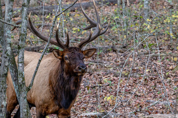 elk