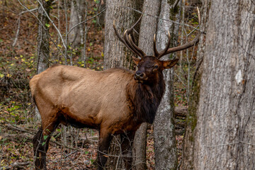 elk