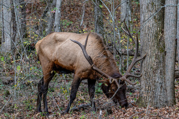 elk