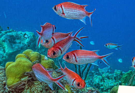 Soldierfish off coast of Bonaire