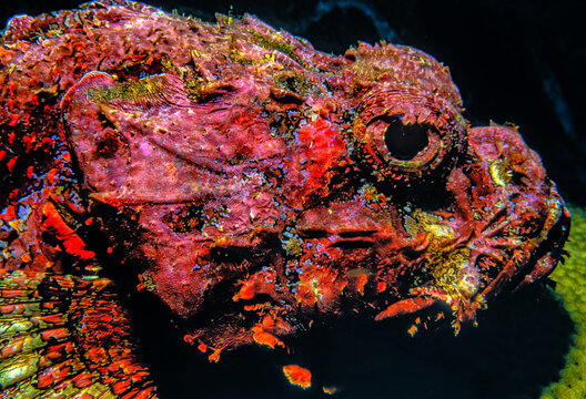 Synanceia verrucosa, the reef stonefish or simply stonefish