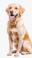 Happy Labrador Retriever Sitting Against White Background