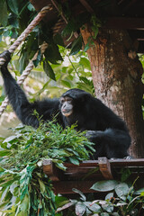 Portrait of a gibbon of the siamang species, sitting on a tree with its long arms raised and looking away. Leaves lie next to it. The endangered species is protected in the reserve.