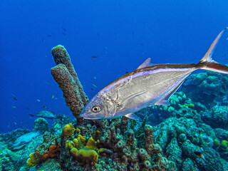 Naklejka premium bar jack,Caranx ruber,Bonaire