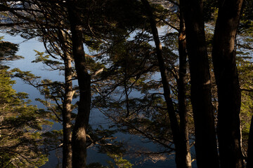 View of the forest, Nothofagus trees silhouette and lake in the mountains in a summer sunny day