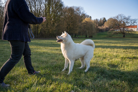 portrait du lien entre le maitre et le chien dans un parc ensoleill&eacute;