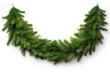 Christmas tree pine garland plant fir white background.