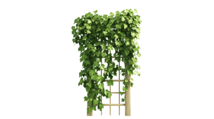 Wooden trellis with lush green ivy vines. Perfect for garden or home decor inspiration and outdoor design ideas.