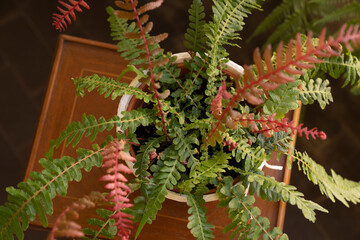 Exotic ferns. Top view of Doodia media bracken, also known as Rasp fern, green and red fronds,...