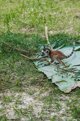 Medium shot of baby ring tailed lemur running through green grass towards its mother. Cute tiny lemur with long black and white striped tail at zoo.