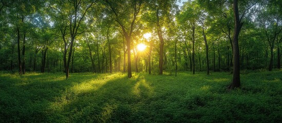 Sunbeams shine through the trees in a lush green forest.