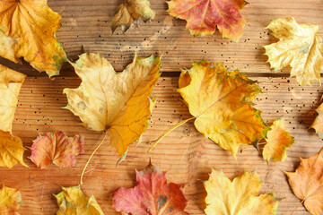 Ahorn Blätter Herbst Background Textur